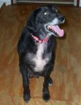 Dogs Black Lab/Border Collie mix