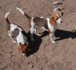 Dogs Beagles