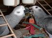 Birds African Grey Parrots