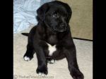 Dogs labrador retriever mix