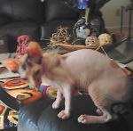 Cats sphynx