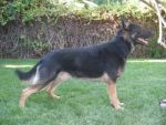 Dogs German Shepherd