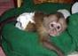 Other Capuchin Monkey