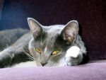 Dogs Russian Blue