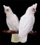 Birds gray parrots 