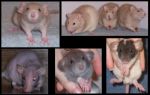 Mice and Rats standard, dumbo, furless, dumbo furless