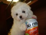 Dogs Irresistible teacup Maltese Puppy Available For Forever Homes