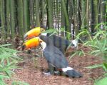 Birds Toco toucan 