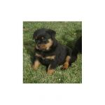Dogs Rottweiler