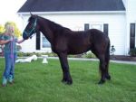 Other 5 year-old Gentile Friesian Horse
