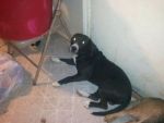 Dogs lab mix