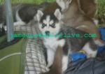 Dogs Siberian Husky