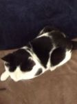 Cats Domestic shorthair