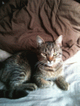 Cats 1 Tabby, 1 Maine Coon