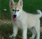 Dogs Siberian Husky