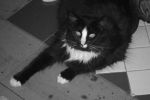Dogs Long Haired Cat