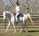 Other mare horse for sale