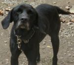 Dogs Labrador Retriever Mixed w/ Black and Tan Coonhound