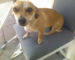 Dogs dashhound chihuaha