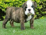 Dogs English Bulldog
