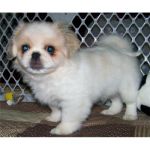 Dogs PEKINGESE PUPPY FOR ADOPTION