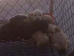 Dogs NEED HOME ASAP