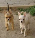 Dogs Chihuahua