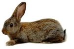 Rabbits fluffy