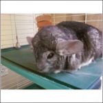 Other chinchilla