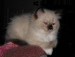 Cats Ragdolls
