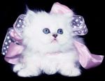 Cats Persian
