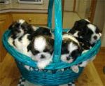Dogs Shih Tzu
