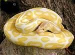Other ball phyton