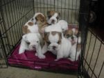 Dogs English Bulldog