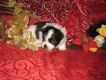 Dogs T-cup Maltipoo For Adoption