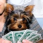 Dogs Yorkie