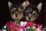 Dogs Teacup Yorkie Puppies For Go!!