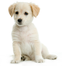 puppy names : dog names