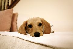 Puppy