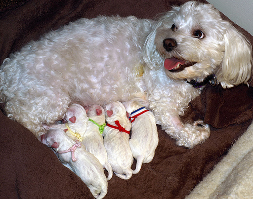 puppies
