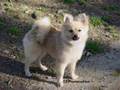 25 Popular Dog Breeds List Video