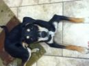 Queensland/Shepard Mix